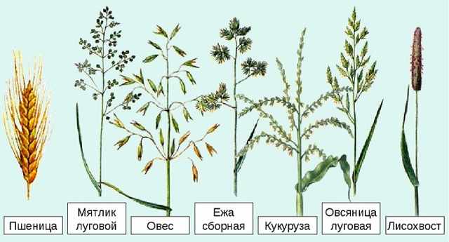 Растение семейства злаков: классификация, особенности, сферы применения