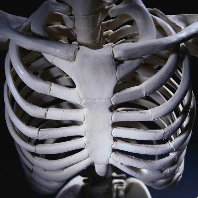 Сколько костей в теле взрослого человека: из чего состоит наш скелет