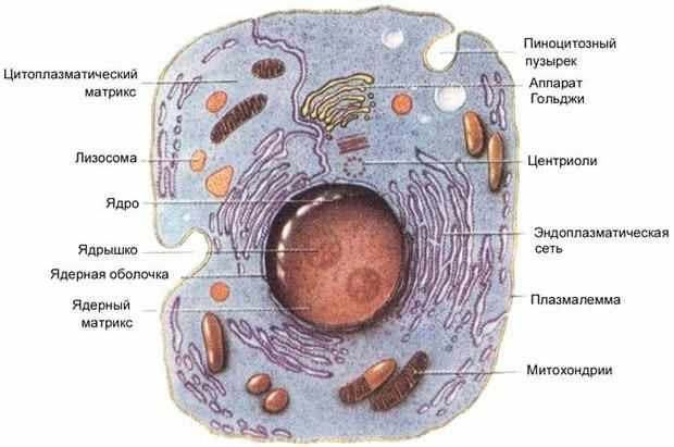 Вакуоль у эукариот: состав растительных и животных клеток, строение и функции, типы вакуолей