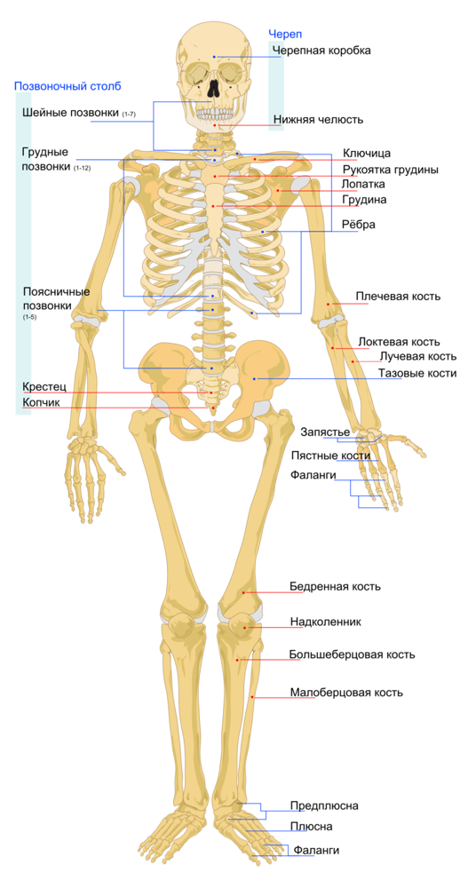 Сколько костей в теле взрослого человека: из чего состоит наш скелет