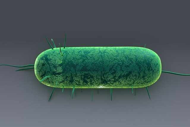 Какие организмы относятся к прокариотическим, почему бактерии относят к прокариотам