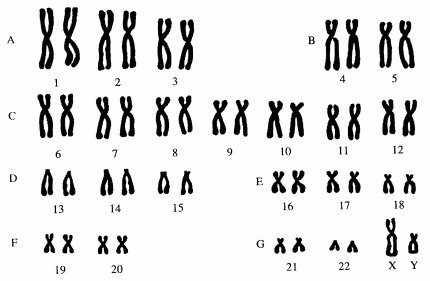 Сколько хромосом у нормального человека: общие сведения о хромосомах, генные проблемы и нарушения