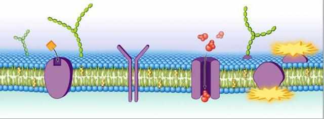 Плазматическая мембрана: основные свойства, строение и функции плазмолеммы