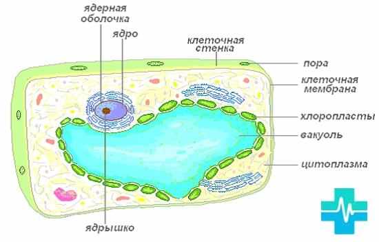Вакуоль у эукариот: состав растительных и животных клеток, строение и функции, типы вакуолей