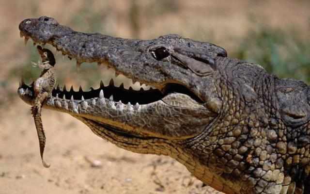 Выражение Крокодиловы слезы: значение фразеологизма, происхождение и научное объяснение