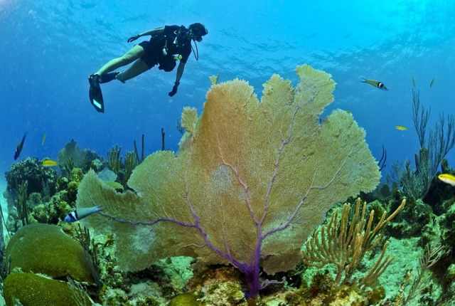 Самое глубокое дно мирового океана: где находится, особенности флоры и фауны