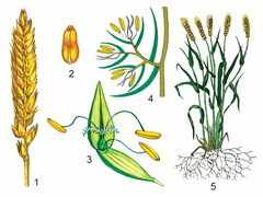 Растение семейства злаков: классификация, особенности, сферы применения