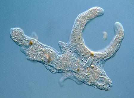 Амёба как простейший организм: её строение, способ размножения, животное это или бактерия
