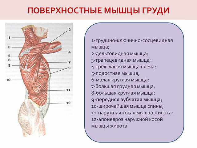 Строение грудной клетки человека: сколько пар рёбер у взрослого и ребёнка, их виды