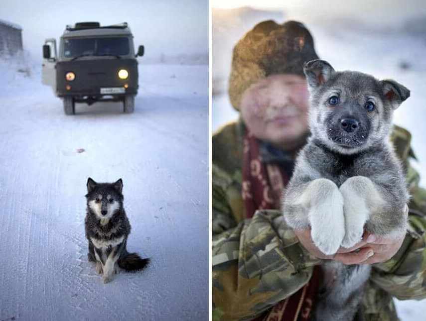 Собаки в Оймяконе выносливые и холода не боятся
