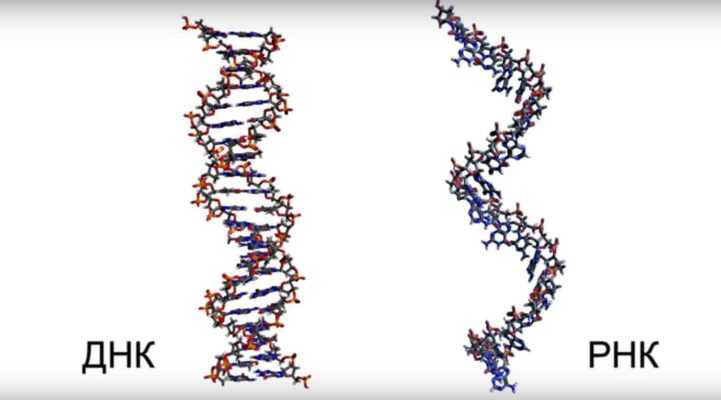 Сравнение ДНК и РНК