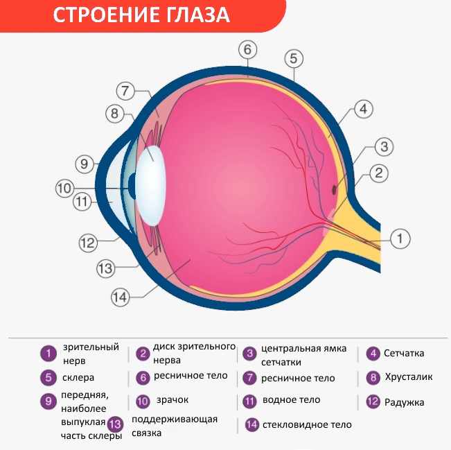 Строение глаза схема строения человеческого глаза