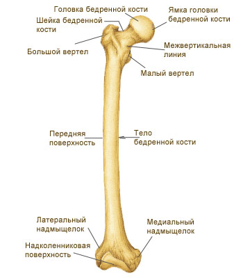 бедренная кость