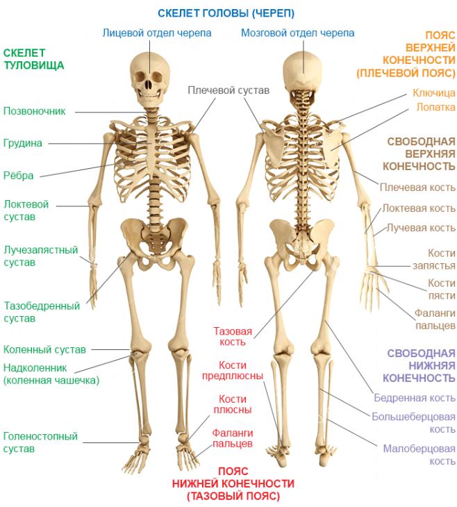 Главные части скелета