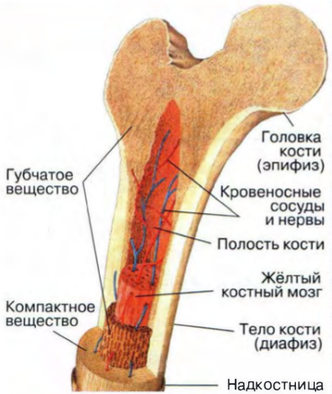 губчатая кость