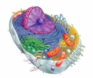 Клетка эукариотическая