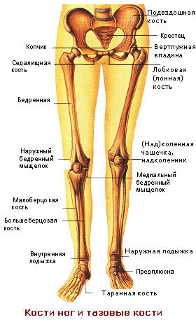 кости ног и тазовые кости