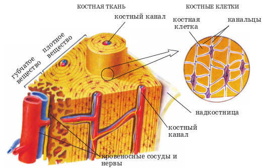 костная ткань и костные клетки