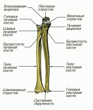 Лучевая кость (radius)