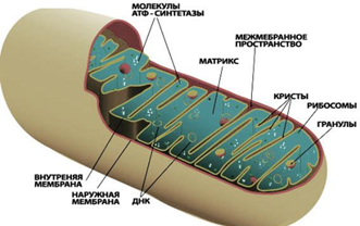 Митохондрии клетки