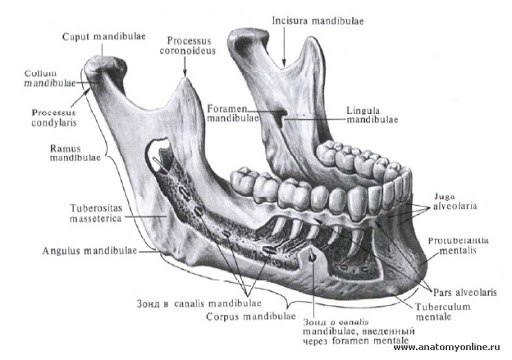 нижняя челюсть (mandibula)