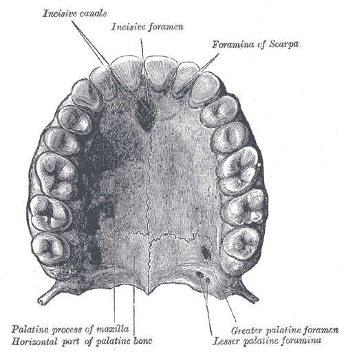 нёбная кость (os palatinum),