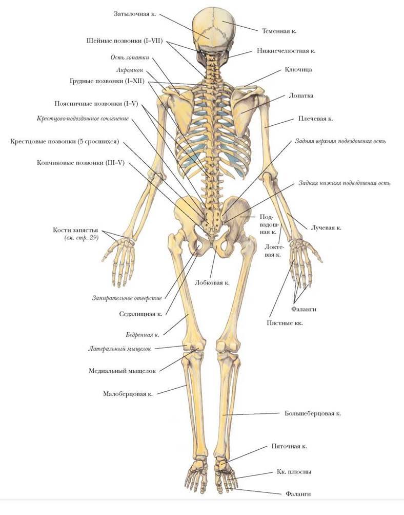 Скелет человека, вид сзади
