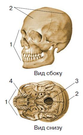 Скелет головы