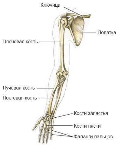 Скелет плечевого пояса и руки