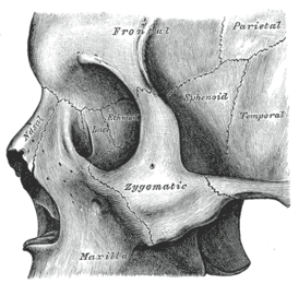 скуловая кость(os zygomaticum)