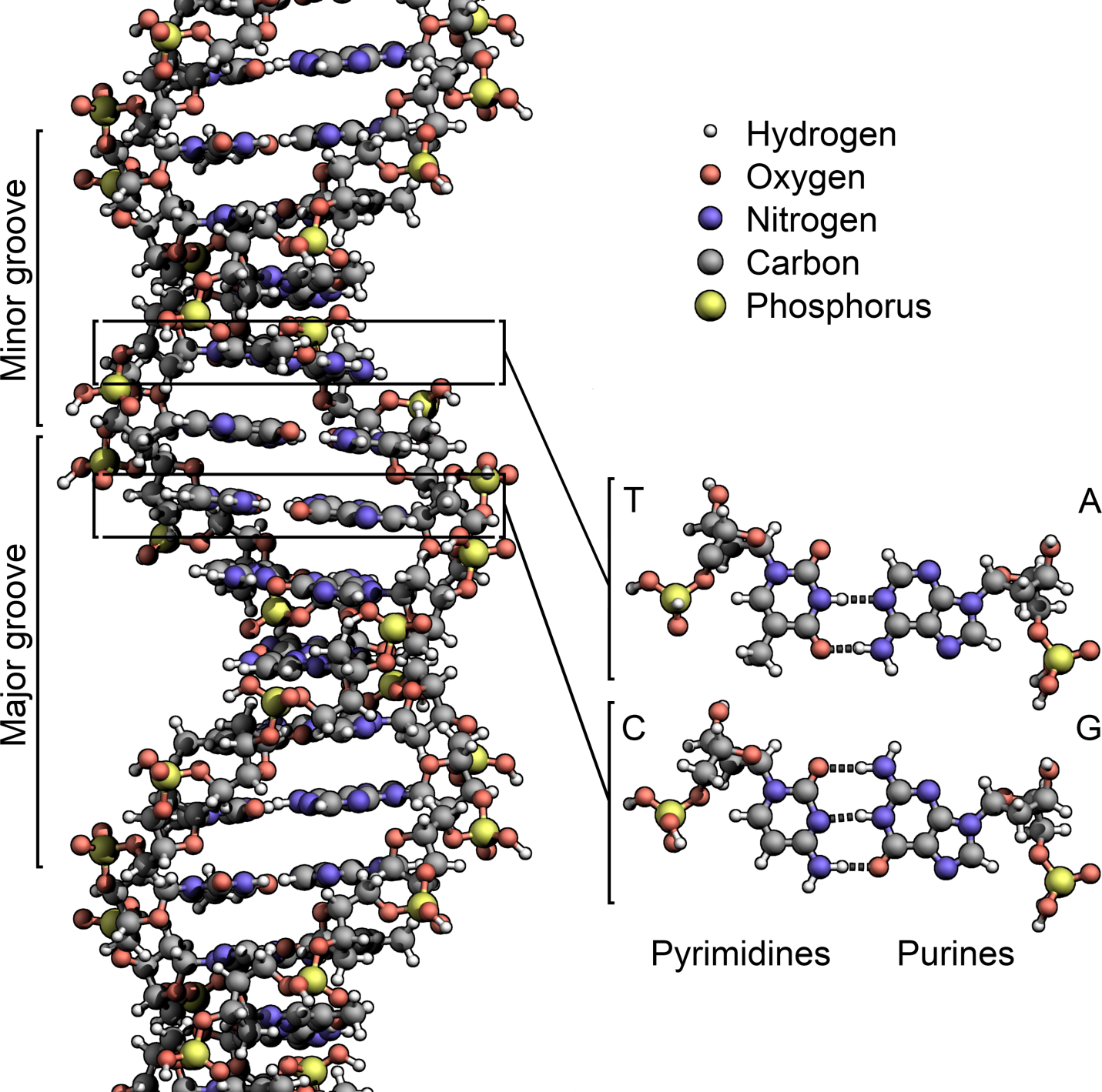 структура ДНК