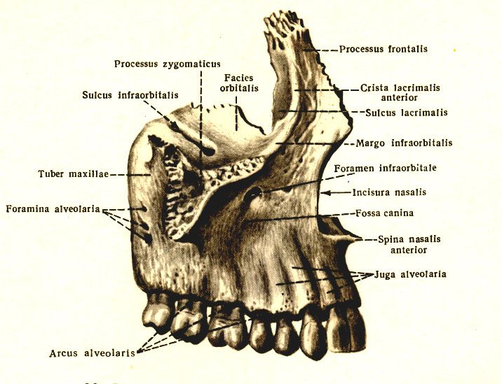верхняя челюсть (maxilla)