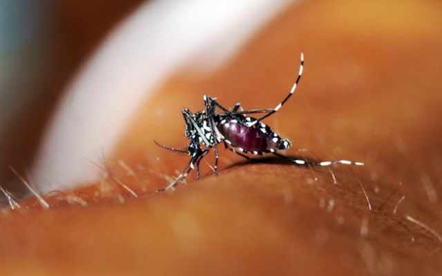комары, передающие вирус Зика