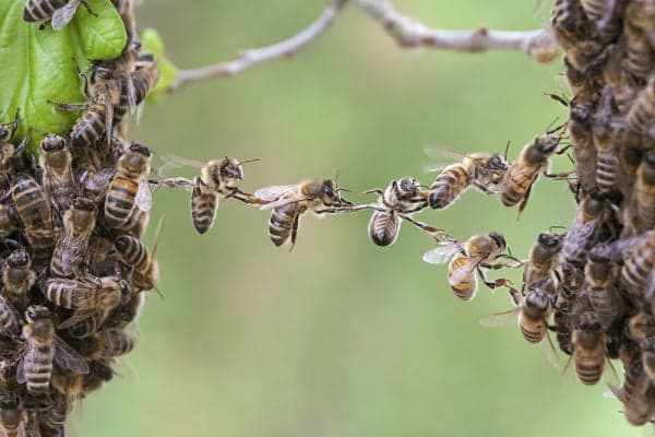 Фонетический разбор слова пчёлы