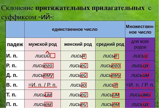 Склонение имён прилагательных в русском языке